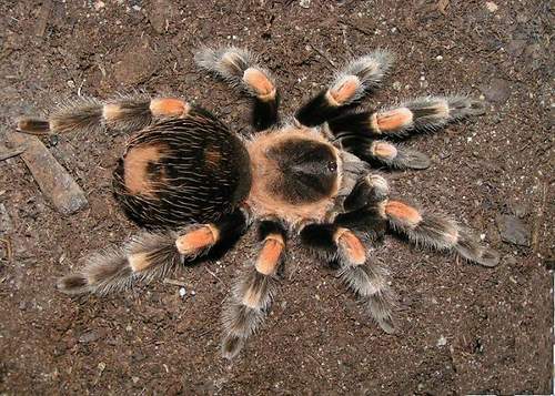 Brachypelma